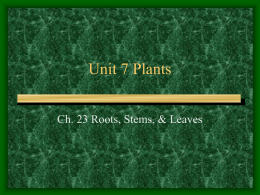 Unit 7 Plants - Jamestown School District