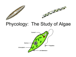 Phycology: The Study of Algae