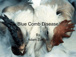 Blue Comb Disease - albanyanimalscience2008
