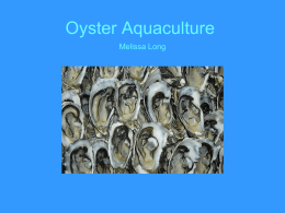 Oyster Aquaculture