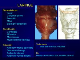copy-of-anatomc3ada-de-laringe-feb-2012