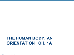 Ch. 1 The Human Body An Orientation