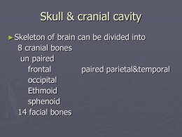 Skull & cranial cavity