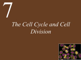 Ch07 Lecture-The Cell Cycle and Cell Division