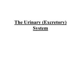 The Urinary (Excretory) System