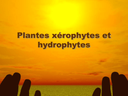 Devoir Hydrophytes & Xérophytes
