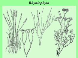 Rhyniophyta a Bryophyta