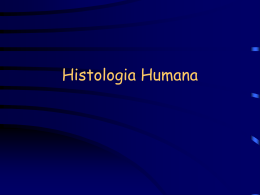 Histologia Humana