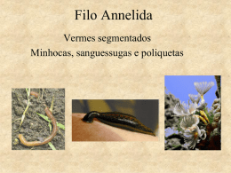 Filo_Annelida