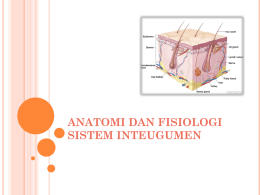 anatomi dan fisiologi kulit