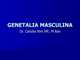 genetalia masculina-wk
