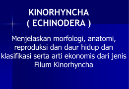 (4) Kinorhycha