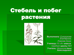 Презентация "Стебель и побег растения"