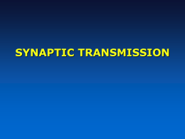 Chapter 05: Synaptic Transmission