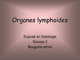 Organes lymphoides