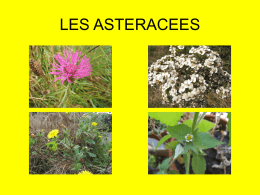 LES ASTERACEES