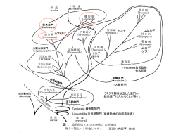 鋏角亜門（Chelicerata