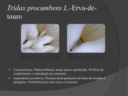 Tridax-procumbens-L.-Erva-de-touro
