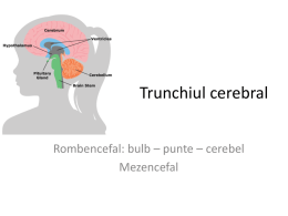 trunchi cerebral F (1)