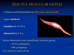 histo – Muschi neted si Sistem circulator
