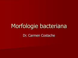 CURS 2 – morfologie bacteriana
