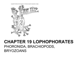 Lophophorates