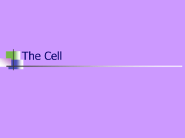 The Cell - Haiku Learning for FSD