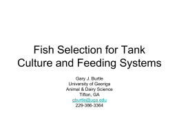 Fish Selection for Tank Culture and Feeding Systems