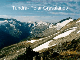 Tundra- Polar Grasslands