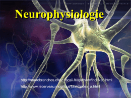 Cours n°3: neurophysiologie