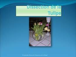 Dissection de la Tulipe