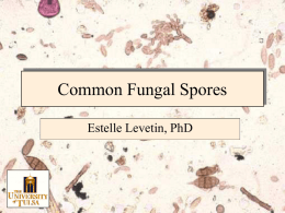 Spore Morphology - Estelle Levetin`s Homepage