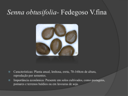 Senna obtusifolia- Fedegoso V.fina