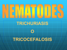 Tricocefalosis.