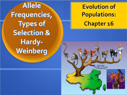 Allele Frequencies _ Hardy Weinberg