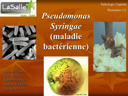 Pseudomonas Syringae (maladie bactérienne)