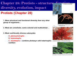 Chapter 28: Protists - structure, function, diversity, evolution, impact