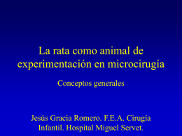 La rata como animal de experimentación en microcirugía
