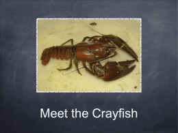 Meet the Crayfish