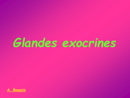 Glandes exocrines majeures