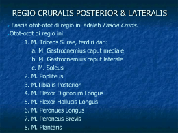 regio cruralis posterior & lateralis