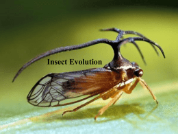 Insect Evolution and Paleontology