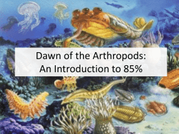 Emergence of Arthropods