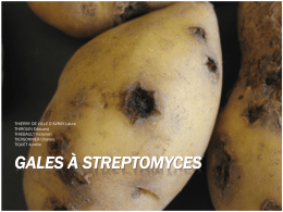 Gales à Streptomyces