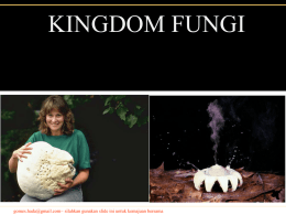 Presentasi Fungi