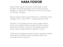 HARA FOSFOR - dokter plantae