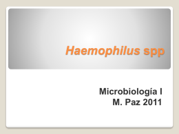 Haemophilus parainfluenzae