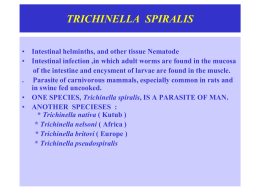 Trichinella spiralis