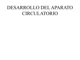 DESARROLLO DEL APARATO CIRCULATORIO