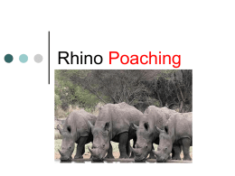 Rhino Poaching - WordPress.com